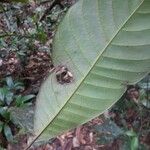 Pouteria melanopoda Листок
