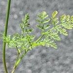 Caucalis platycarpos Likasa
