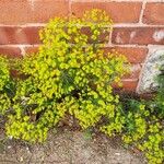 Euphorbia esula Habit