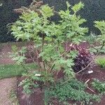 Paeonia ludlowii Yeri