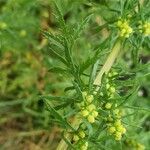 Artemisia biennis Leaf