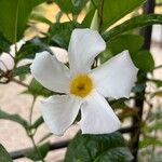 Mandevilla boliviensis Flower