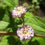 Lippia alba Fiore