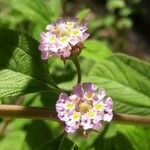 Lippia alba Λουλούδι