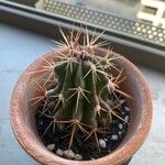 Ferocactus emoryi Escorça