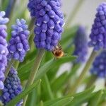 Muscari armeniacum Листок