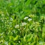 Valeriana woodsiana Květ