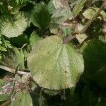 Begonia postarii Blatt