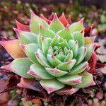 Sempervivum brevipilum Deilen