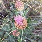 Rhaponticum coniferum Flower