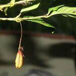 Chomelia tenuiflora Fruit