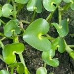 Heteranthera reniformis Leaf