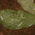 Antidesma laciniatum Лист