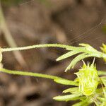 Ranunculus arvensis Плод