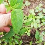 Chenopodium polyspermum Blad