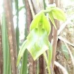 Achlydosa glandulosa Цветок
