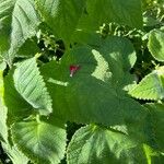 Salvia dorisiana Leaf