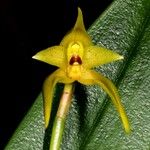 Bulbophyllum pachyanthum Kukka