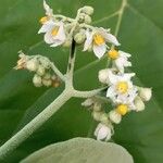 Solanum hazenii Flower