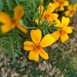 Tagetes tenuifoliaЦветок