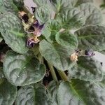 Saintpaulia ionantha Hoja