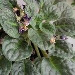 Streptocarpus ionanthus Leaf