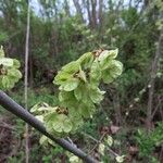 Ulmus rubra Habit