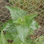 Atriplex sagittata Leaf