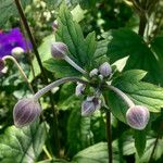 Anemone x hybrida その他の提案