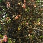 Couroupita guianensis Flor