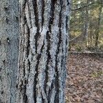 Populus grandidentata Casca