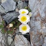 Ranunculus alpestris 花