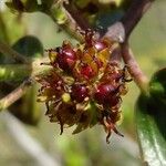 Rhamnus alaternus Fruit