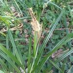 Carex colchica Leaf