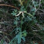 Lotus corniculatus Fruit