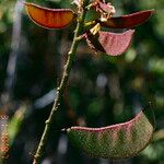 Caesalpinia gilliesii Fruto