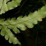 Tectaria moorei Leaf
