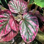 Begonia brevirimosa Leaf