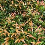 Syzygium myrtifolium Hoja