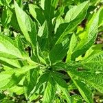 Ambrosia trifida Leaf