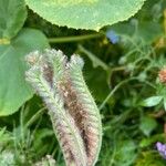 Phacelia tanacetifoliaLeaf