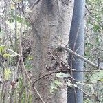 Celtis laevigata Bark