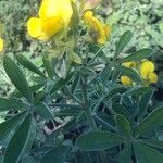 Crotalaria grahamiana Annet