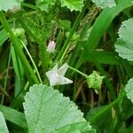 Malva neglectaCvet