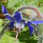 Borago officinalis Květ