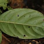 Gaertnera trachystyla Leaf