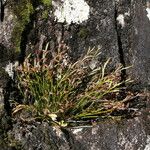 Asplenium septentrionale Leaf