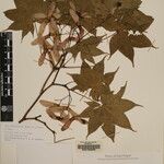 Acer campbellii Kita