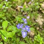 Veronica americana Floare