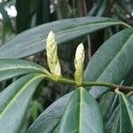 Sarcococca hookeriana Flower